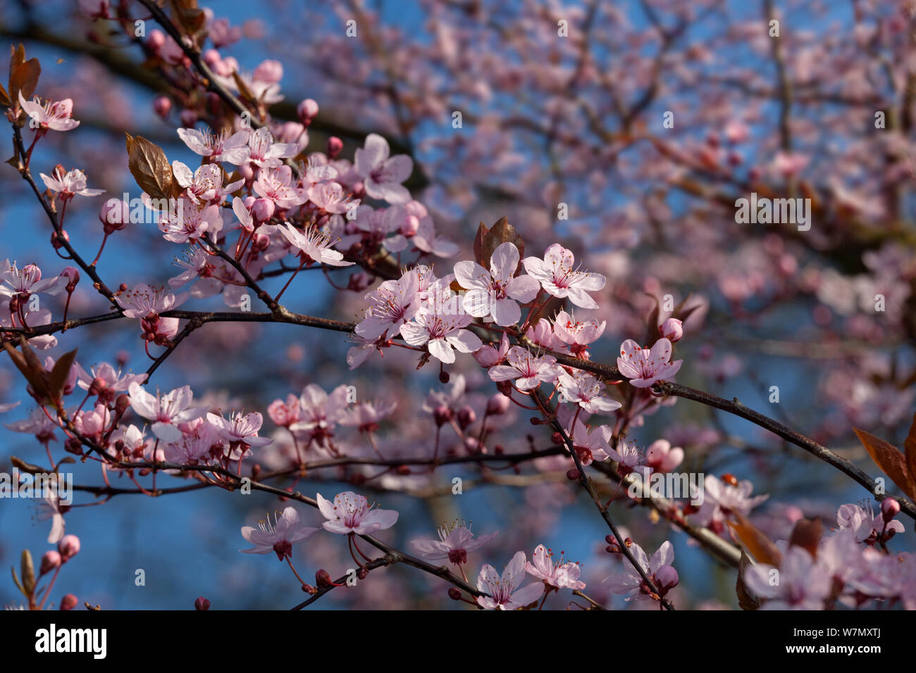 Rosa fiori di ciliegio (Prunus cerasifera nigra) close up di fiori contro il cielo blu, UK, Marzo Foto Stock