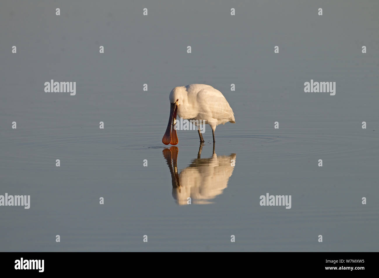 White spatola (Platalea leucorodia) alimentazione in acqua, Cley paludi, Norfolk, Regno Unito, Marzo Foto Stock