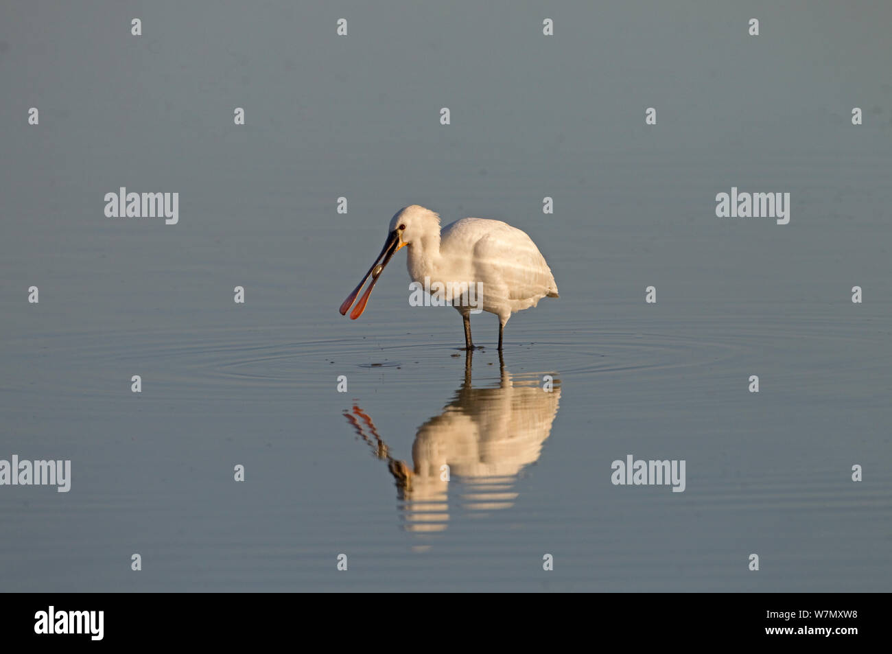 White spatola (Platalea leucorodia) alimentazione in acqua, Cley paludi, Norfolk, Regno Unito, Marzo Foto Stock