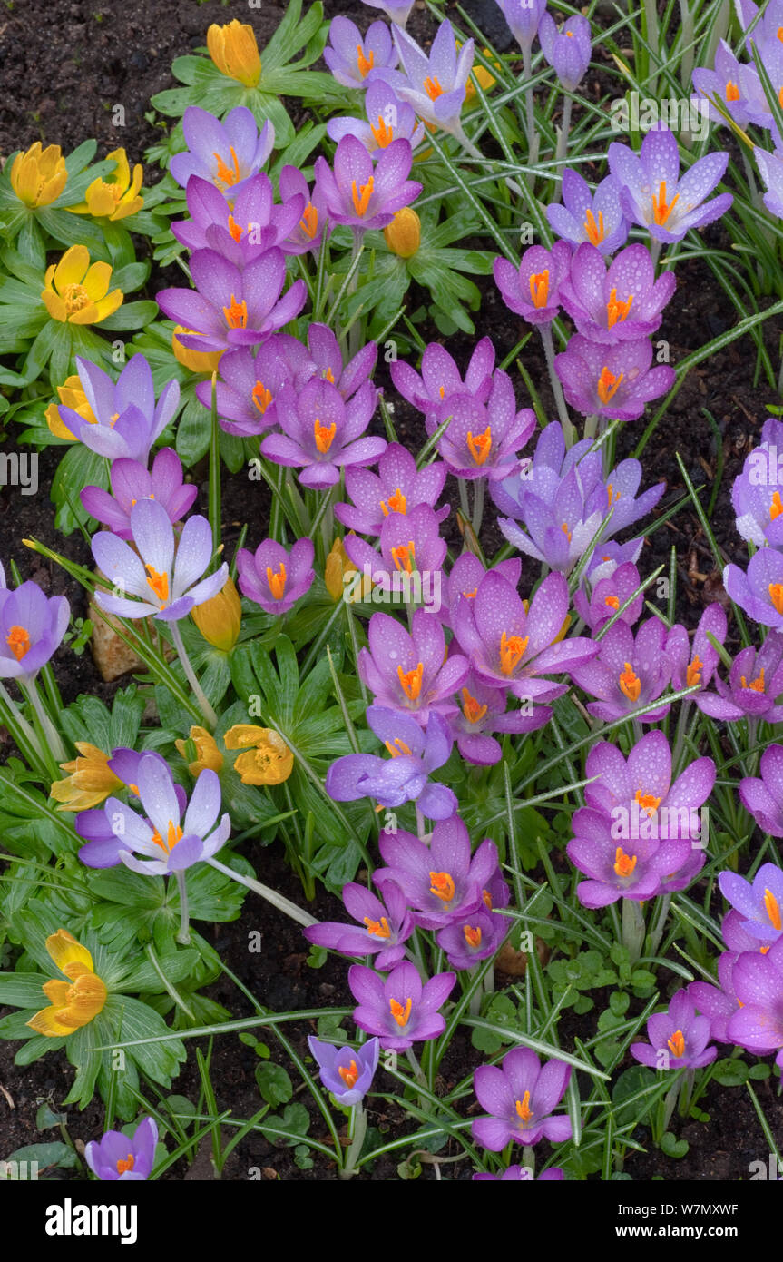 Il croco di primavera e inverno aconiti nel Giardino Norfolk Marzo Foto Stock