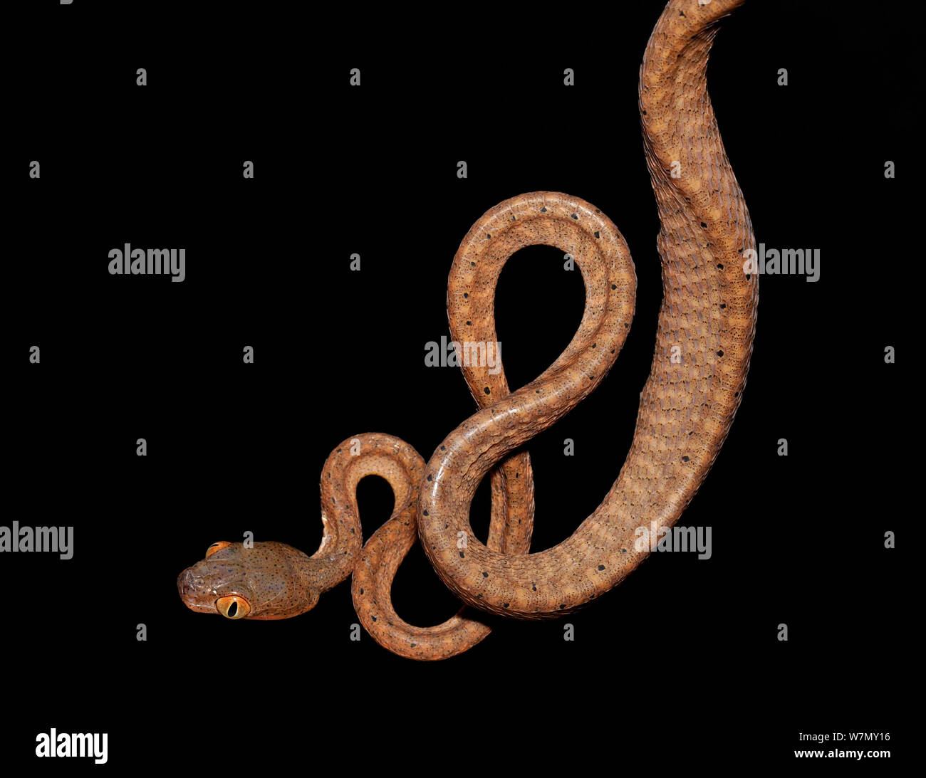 Testa nera occhio di gatto snake (Boiga nigriceps) captive, dal Sud Est asiatico Foto Stock
