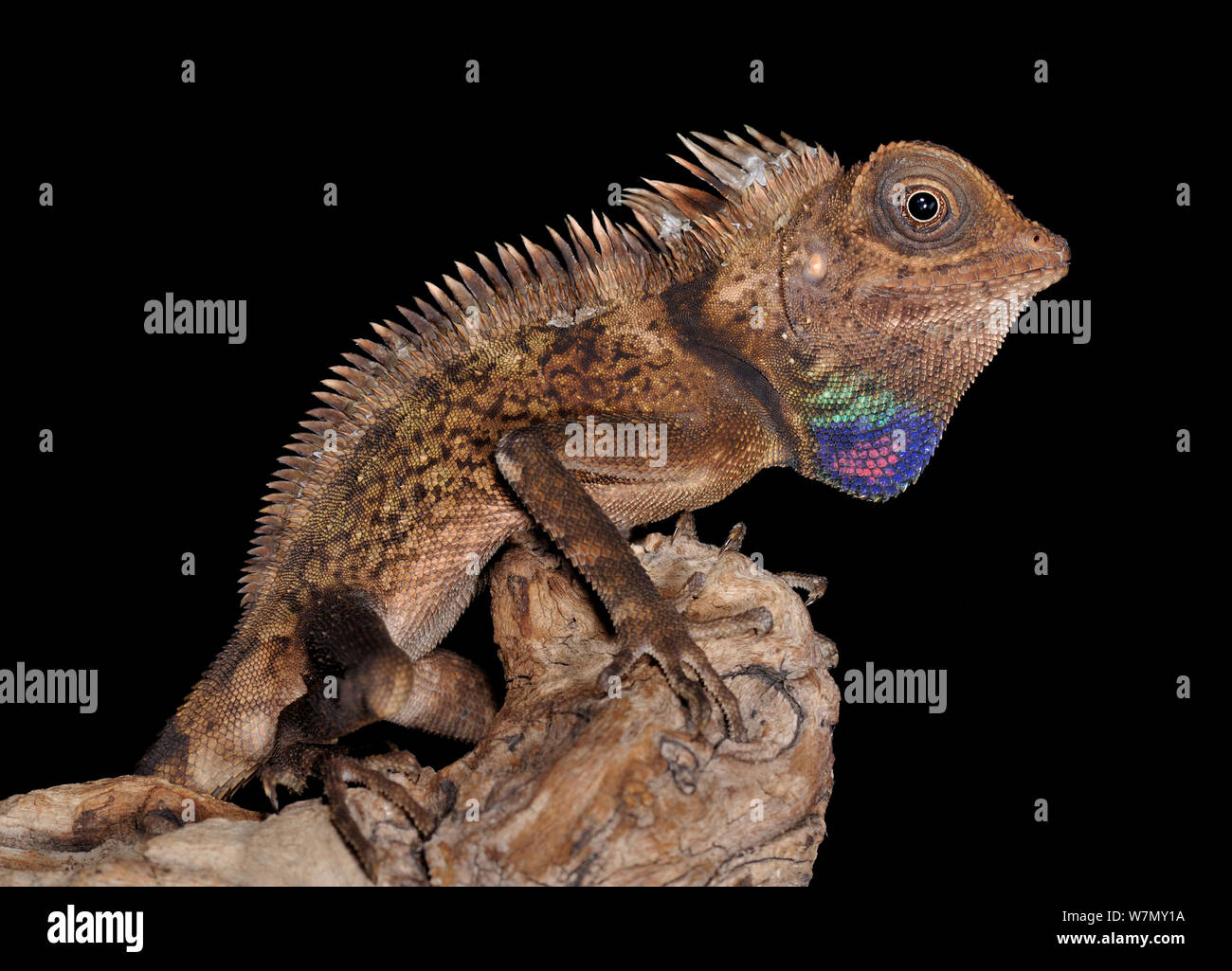 Campana anglehead della AGAMA SA (Gonocephalus bellii) sul pezzo di legno con giogaia colorati visibili, captive, dall Asia SE Foto Stock