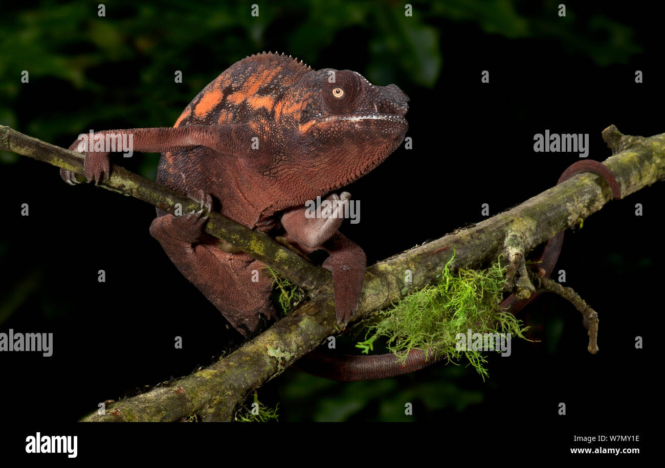 Panther chameleon (Furcifer pardalis) di colore marrone, sul ramo, prigionieri dal Madagascar Foto Stock