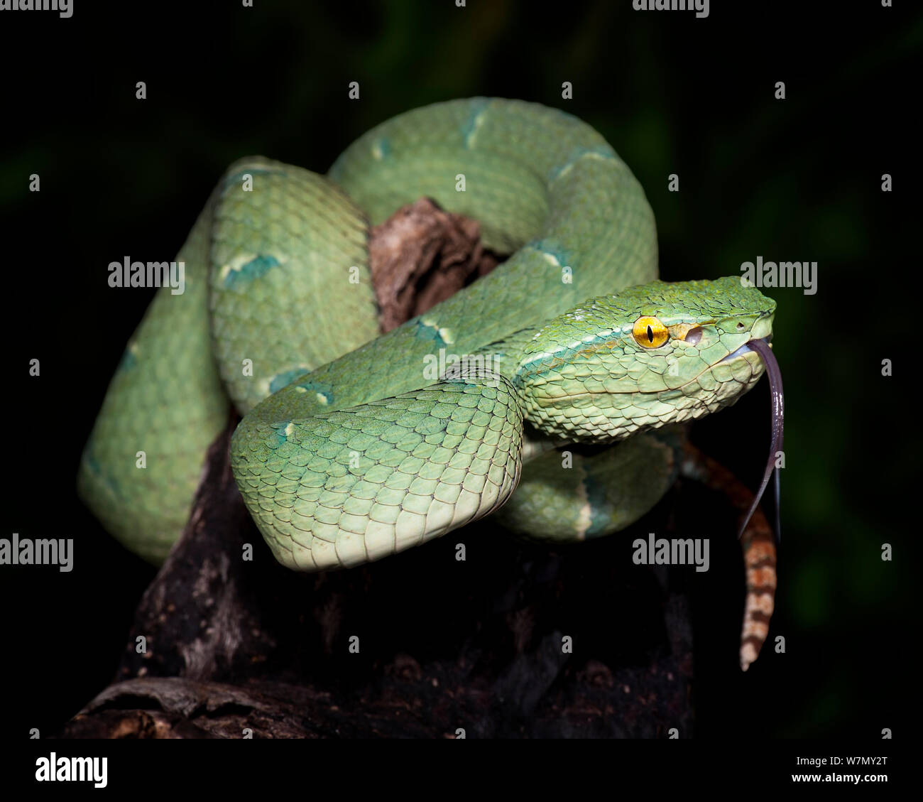 Tempio / Bornean verde keeled rattlesnakes (Tropidolaemus / Trimeresurus subannulatus) captive, dall Indonesia, Malaysia e Filippine Foto Stock