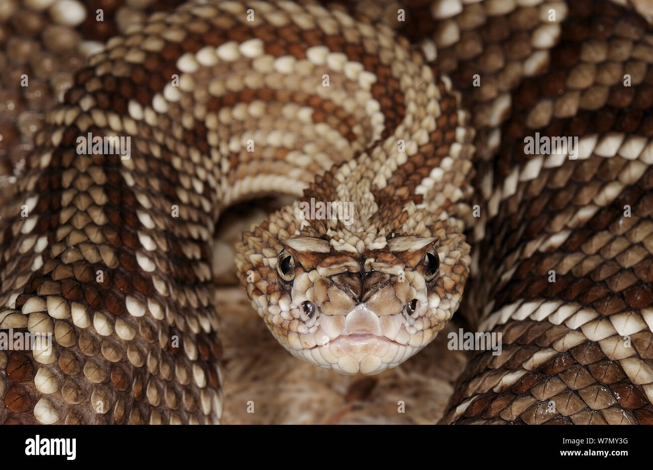 Sud Americana rattlesnake (Crotalus durissus cumanensis) captive, dal Venezuela e dalla Colombia Foto Stock