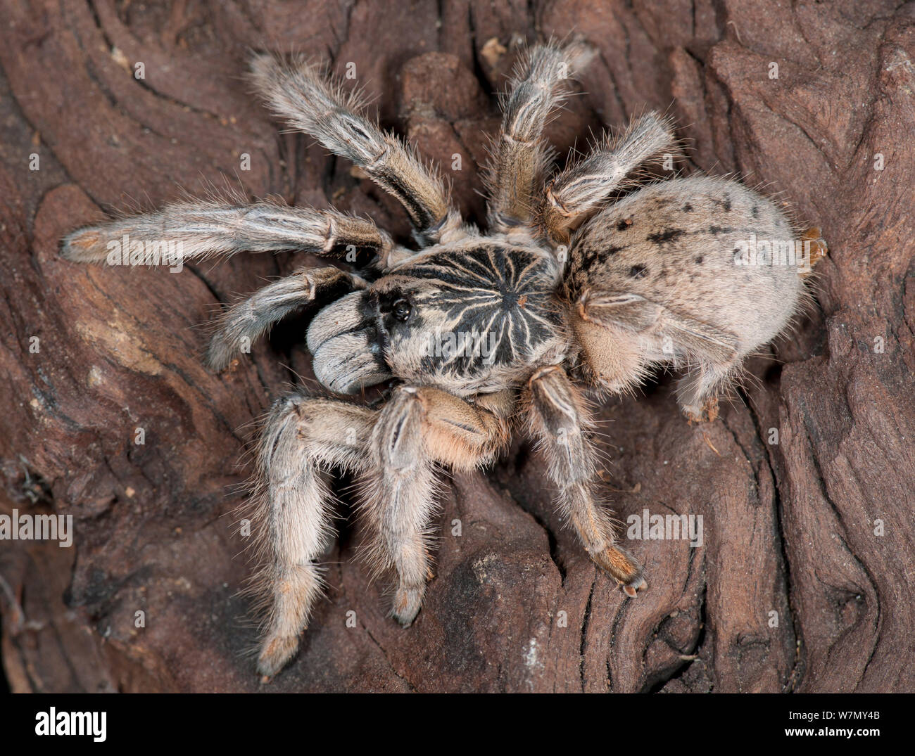 Il ragno di babbuino (Augacephalus sp.) captive dal Mozambico Foto Stock