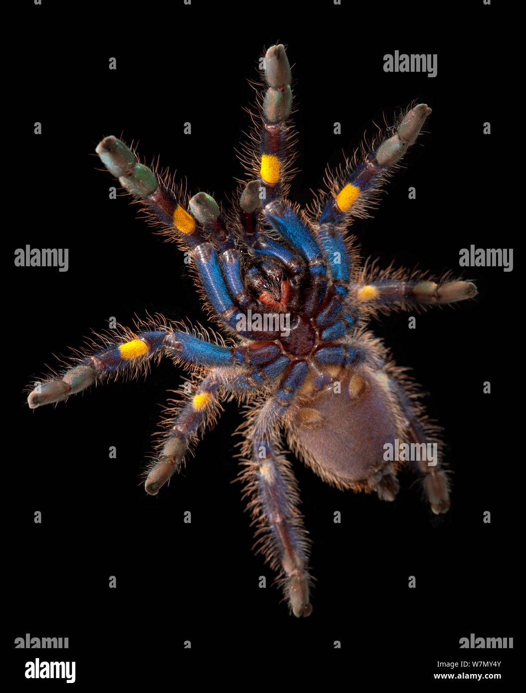 Zaffiro Gooty albero ornamentale Spider (Poecilotheria metallica), vista ventrale. captive, dall'Asia, criticamente minacciata di estinzione. Foto Stock
