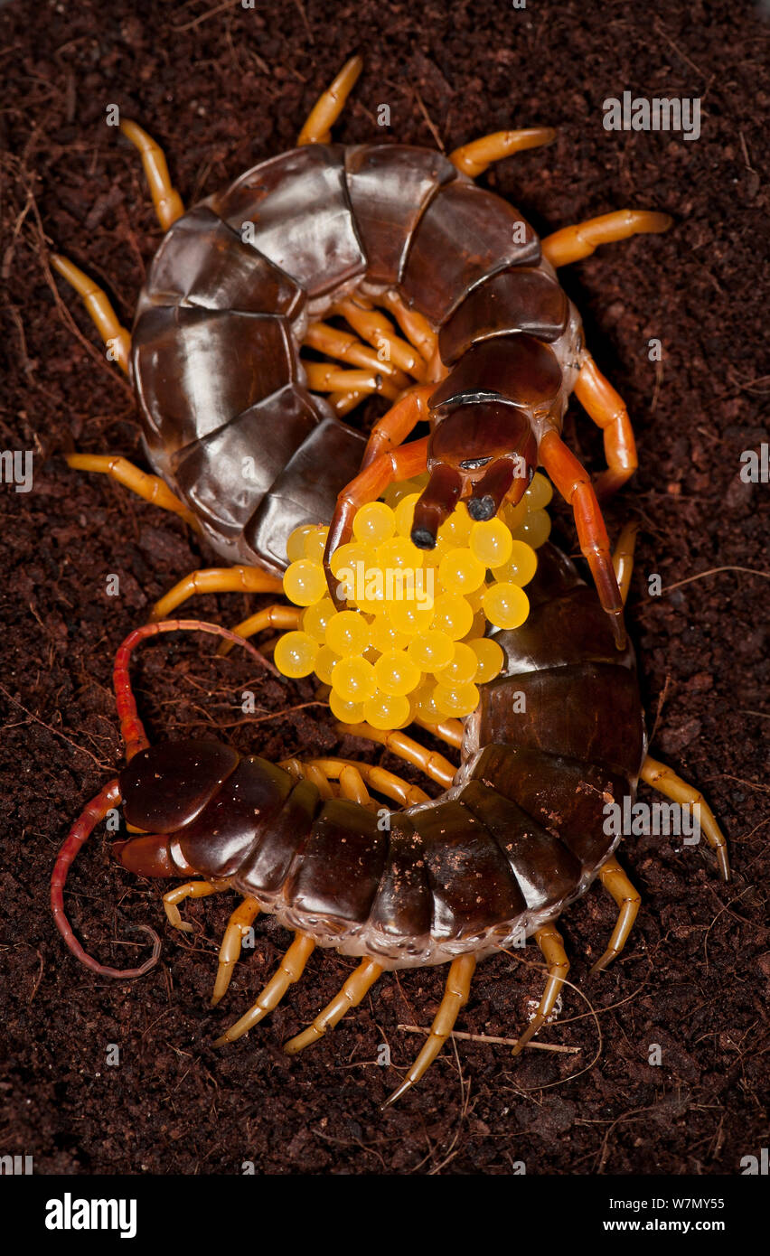 Gigante Centipede vietnamita (Scolopendra subspinipes) deposizione delle uova, captive dal Sud Est asiatico Foto Stock