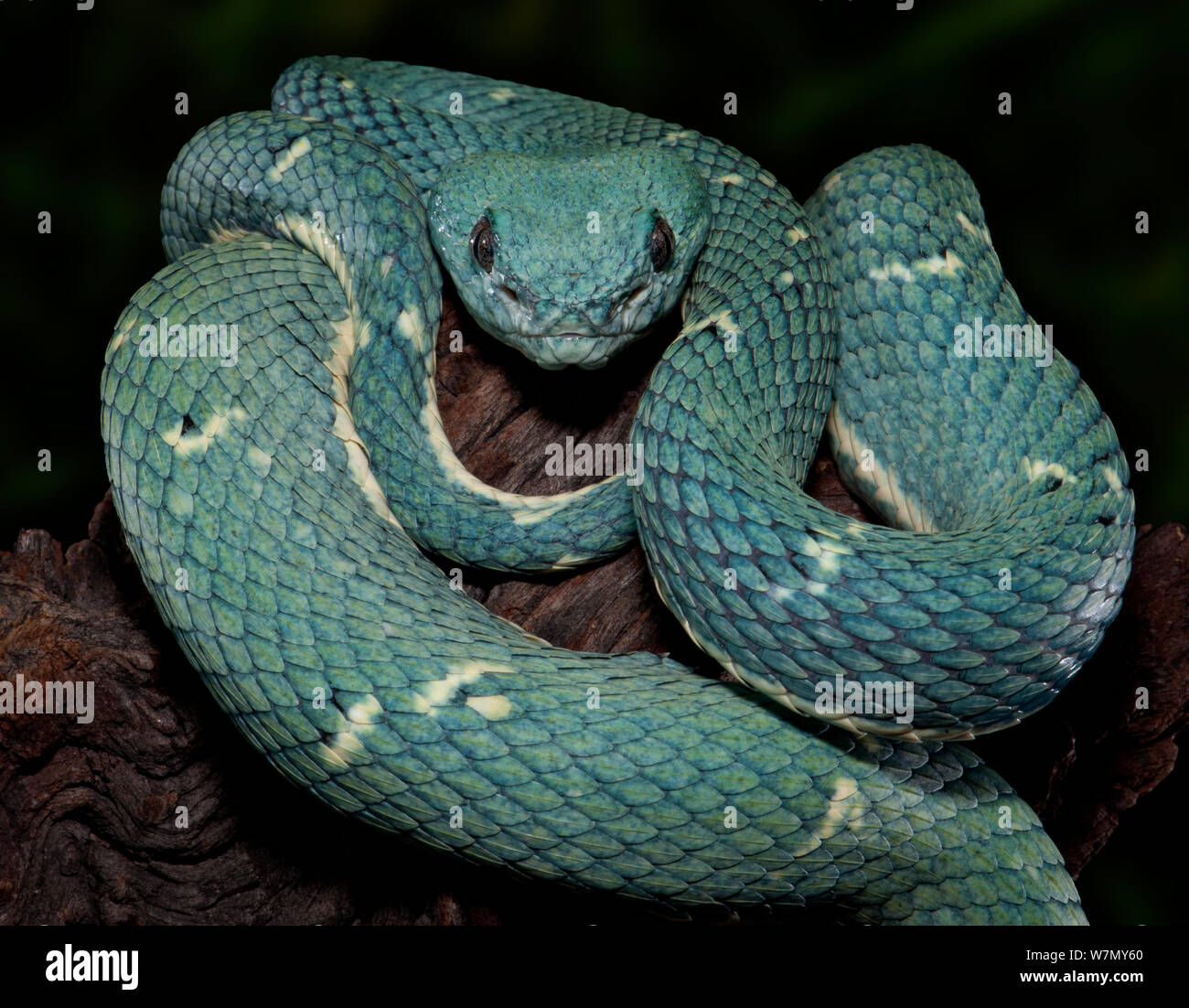 Side-Striped Palm Viper (Bothriechis lateralis) captive dall America Centrale Foto Stock