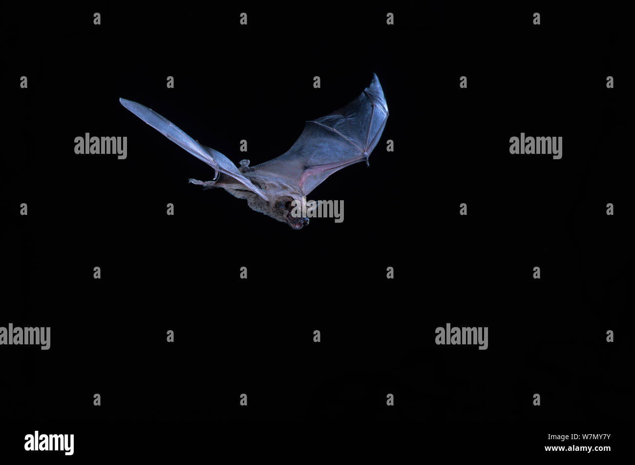 Brasiliano messicano / free-tailed bat (Tadarida brasiliensis) in volo, dal Brasile Foto Stock