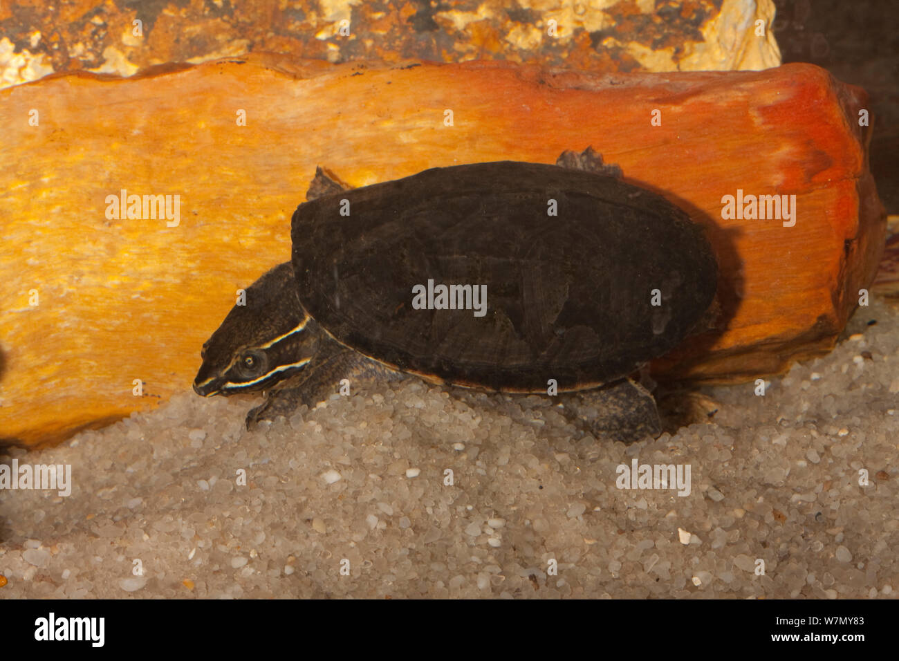 Muschio comune tartaruga (Sternotherus odoratus) North Florida, Stati Uniti d'America condizioni controllate Foto Stock