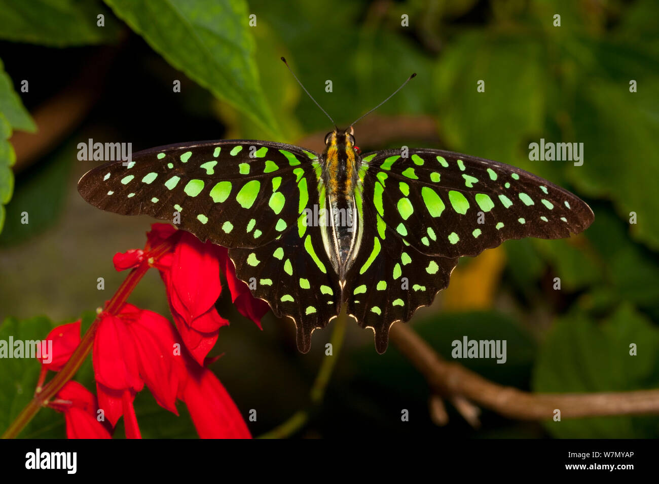 Coda di jay butterfly (Graphium agamemnnon) dal sud-est asiatico. Captive Foto Stock