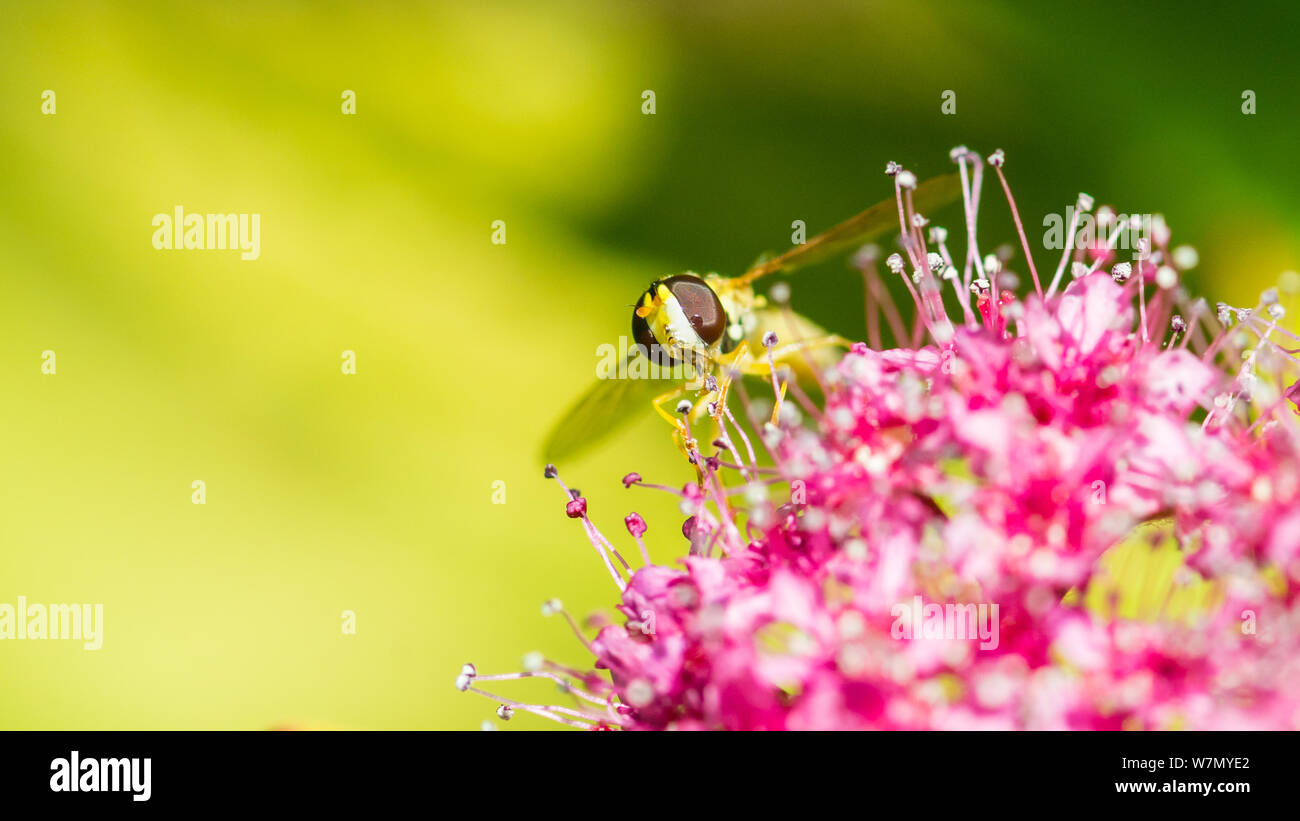 Una macro shot di hoverfly per raccogliere il polline da un tappeto magico bush. Foto Stock