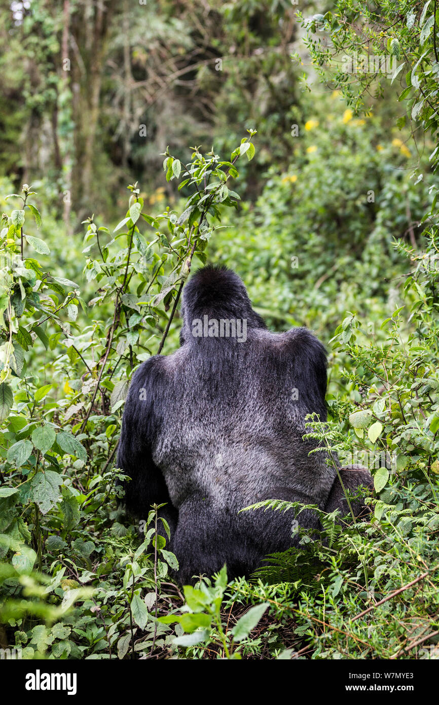 Gorilla di Montagna (Gorilla beringei) vista posteriore di silverback (Bwenge) del gruppo Bwenge, pendici del vulcano Karisoke, Parco Nazionale Vulcani, Ruanda, quota 2930m Foto Stock