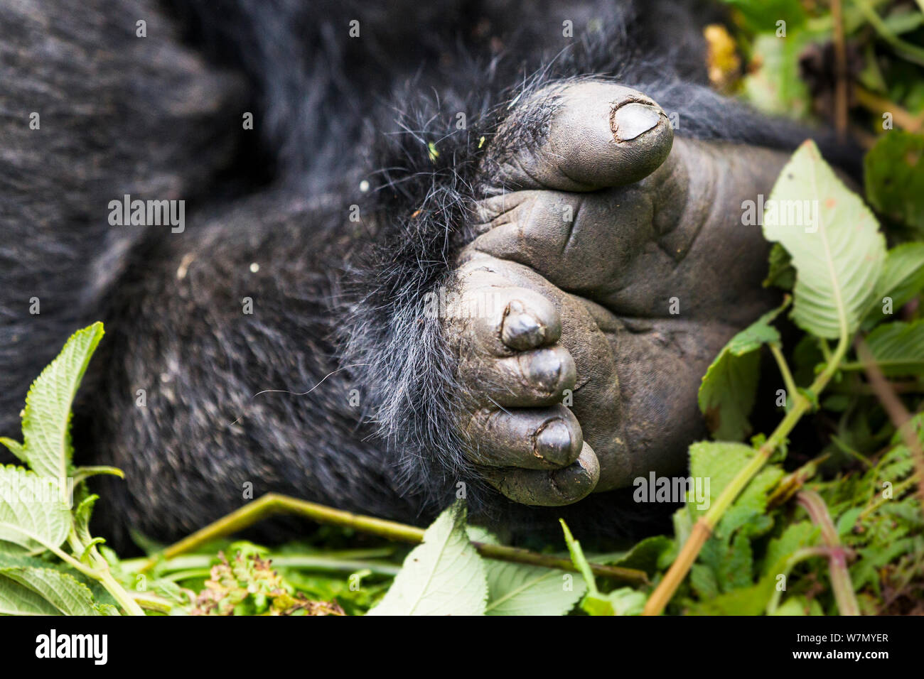 Gorilla di Montagna (Gorilla beringei) close up che mostra il piede con il gap tra le dita, Parco Nazionale Vulcani, Ruanda Foto Stock