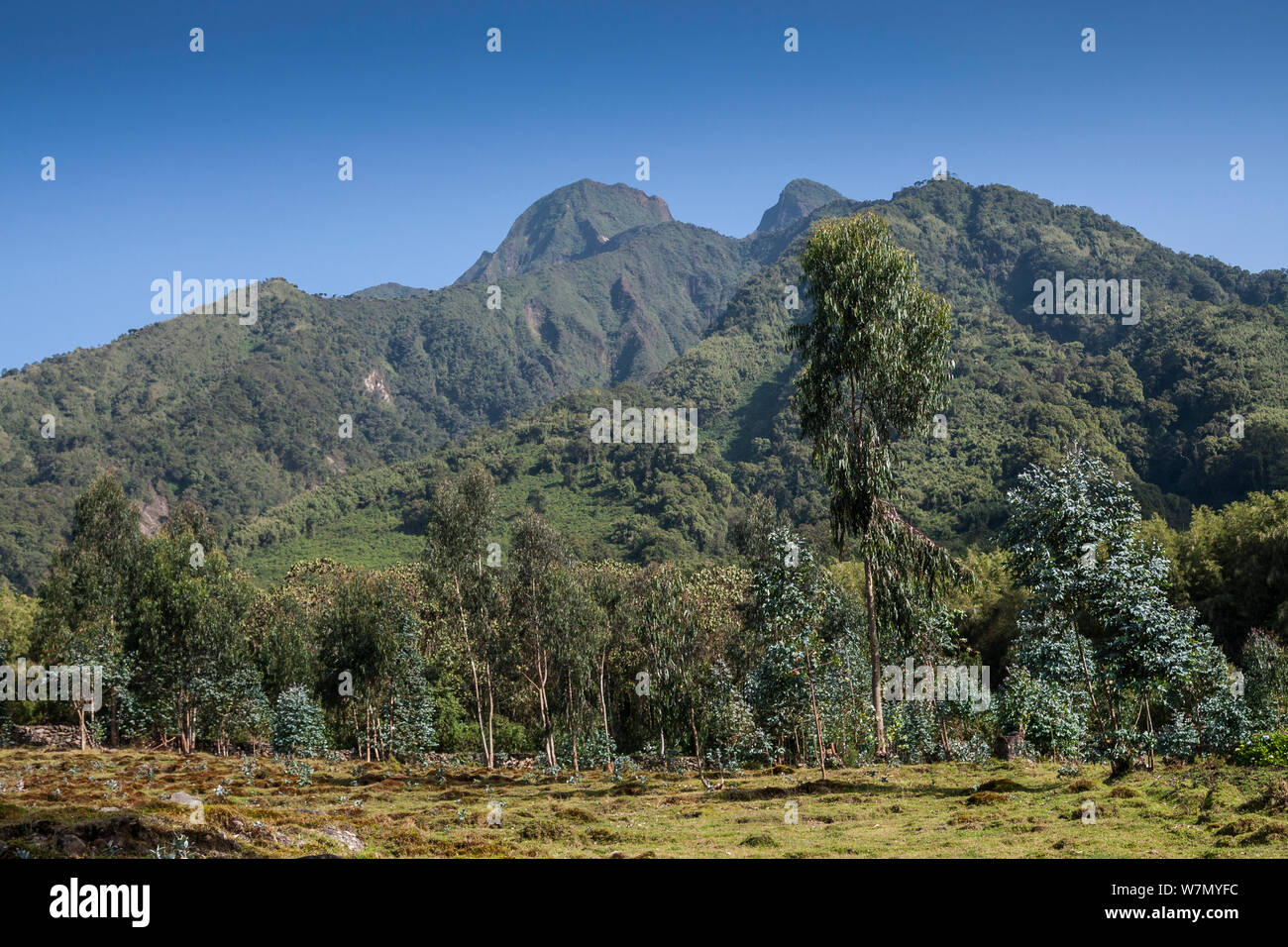 Vulcano Sabyinyo, mezzi Sabyingo denti in kinyarwanda lingua locale, Parco Nazionale Vulcani, Ruhengeri, Ruanda, quota 2300m Foto Stock
