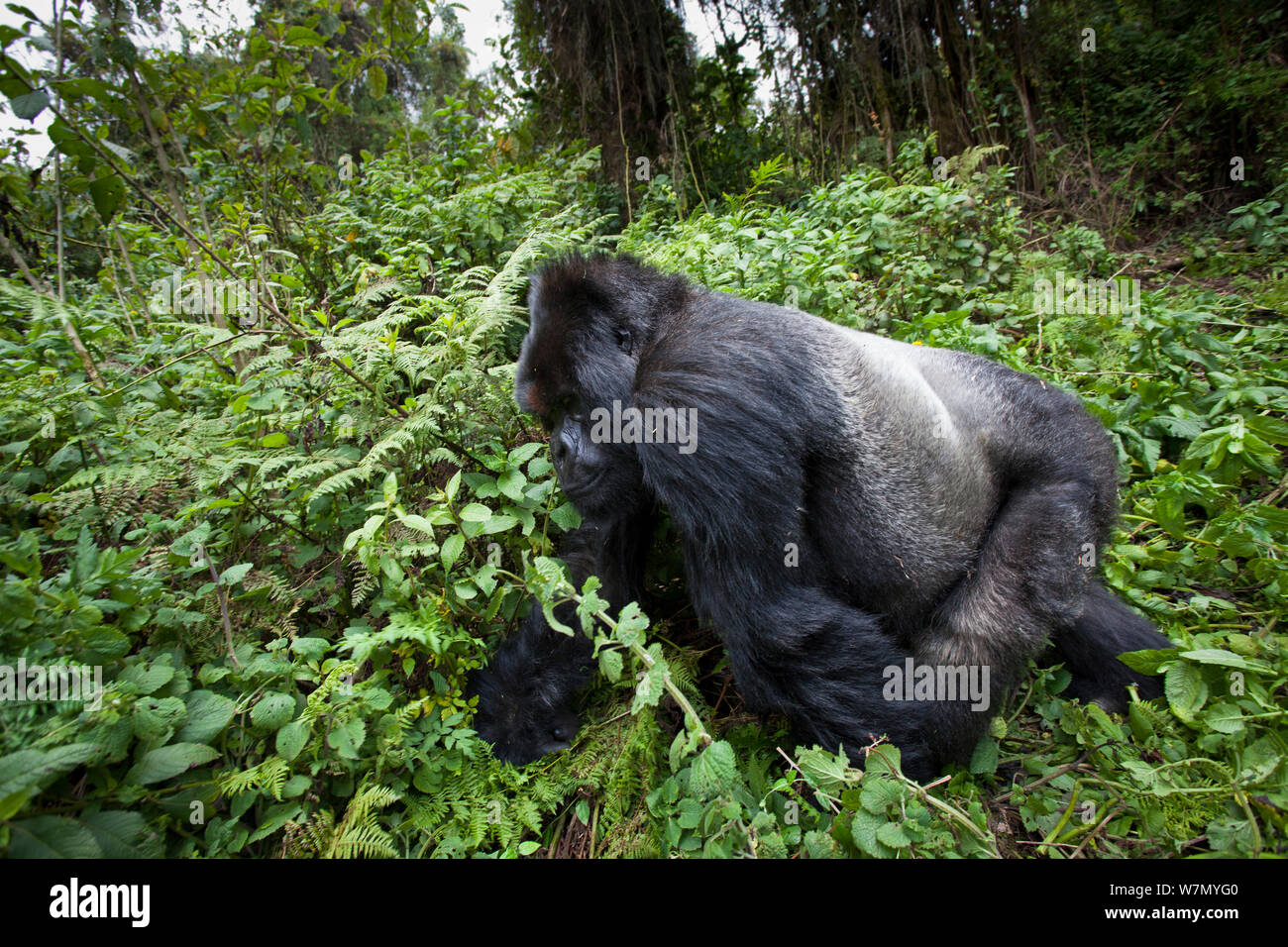 Gorilla di Montagna (Gorilla beringei) maschio silverback camminando passato, Kuryama Group, gruppo di ricerca non è aperto per le visite turistiche, Parco Nazionale Vulcani, Ruanda, quota 2950m Foto Stock