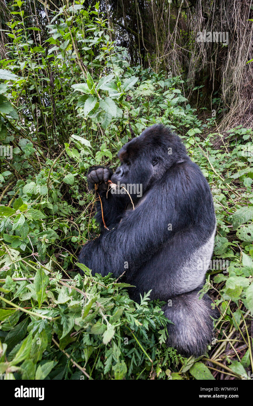 Gorilla di Montagna (Gorilla beringei) maschio silverback mangiare radici, Kuryama Group, gruppo di ricerca non è aperto per le visite turistiche, Parco Nazionale Vulcani, Ruanda, quota 2950m Foto Stock
