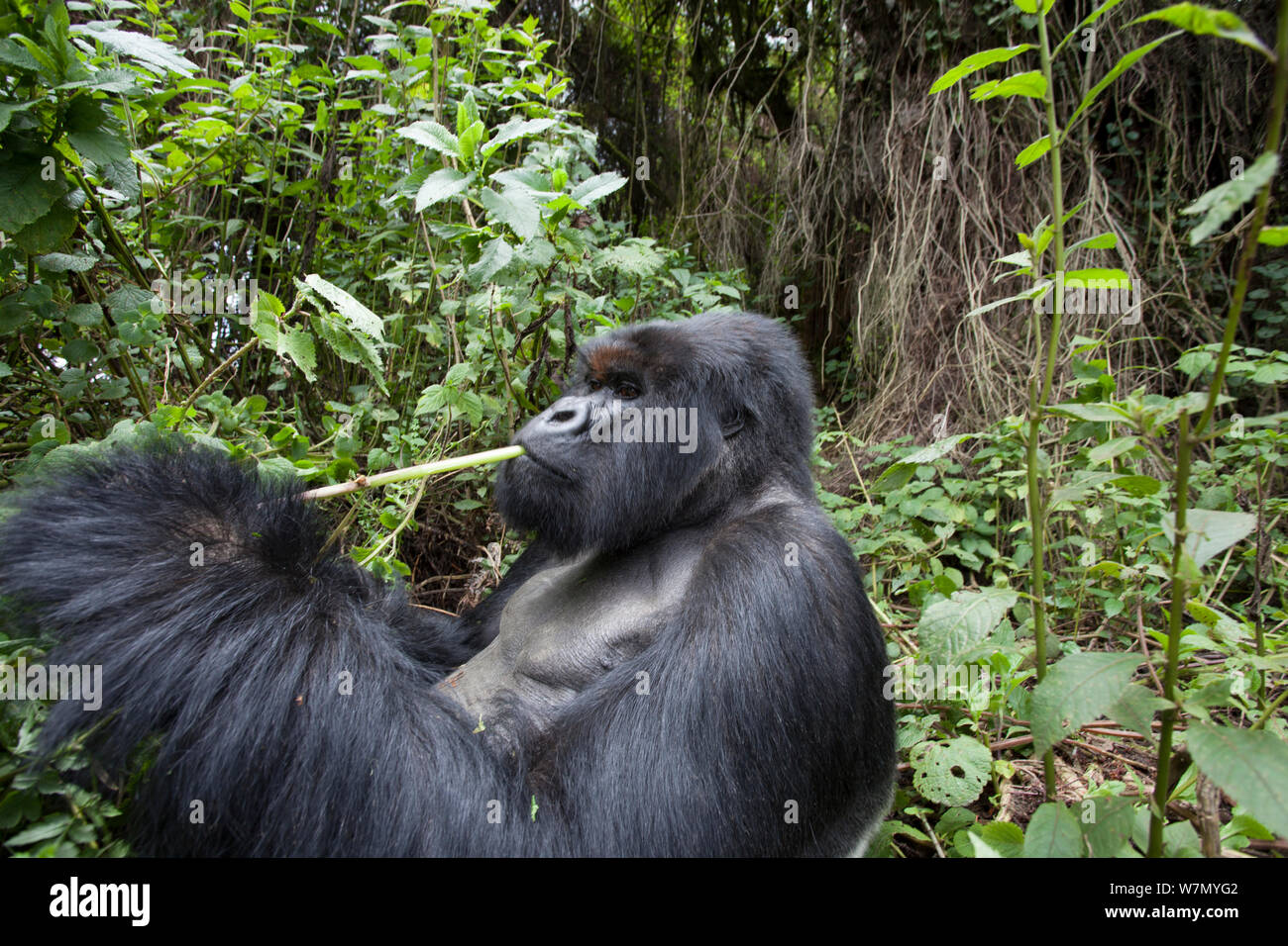Gorilla di Montagna (Gorilla beringei) maschio silverback mangiare, Kuryama Group, gruppo di ricerca non è aperto per le visite turistiche, Parco Nazionale Vulcani, Ruanda, quota 2950m Foto Stock