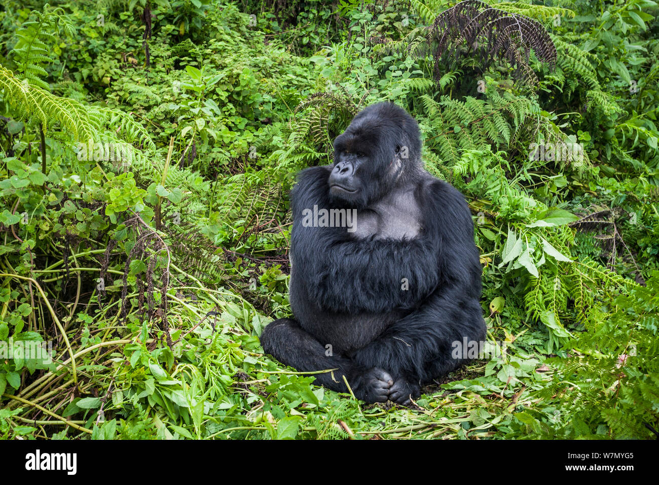 Gorilla di Montagna (Gorilla beringei) maschio silverback a riposo, Susa gruppo, Parco Nazionale Vulcani, Rwanda in umido stagione aprile Foto Stock