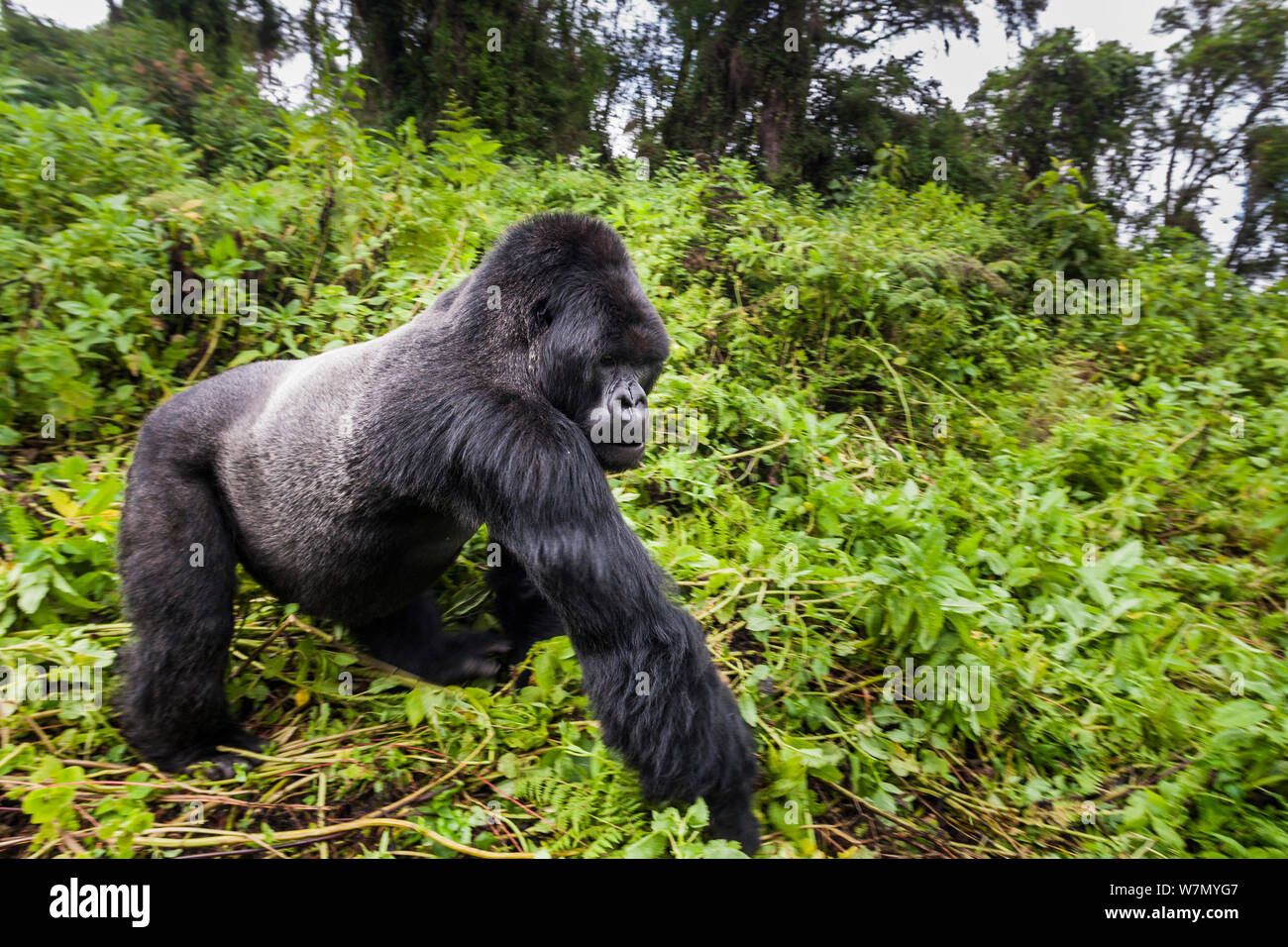 Gorilla di Montagna (Gorilla beringei) maschio silverback passato a piedi, Susa gruppo, Parco Nazionale Vulcani, Rwanda in umido stagione aprile Foto Stock