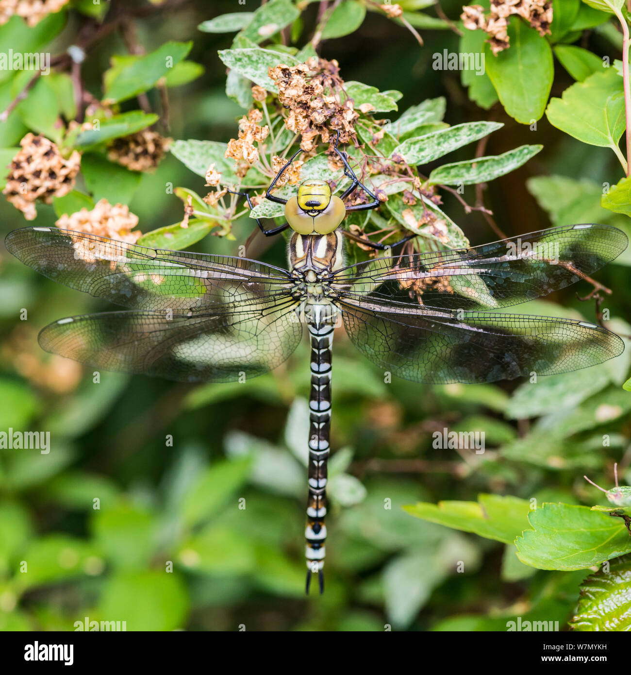 Una macro shot di libellula appeso su un decaduto spiraea bush flower. Foto Stock