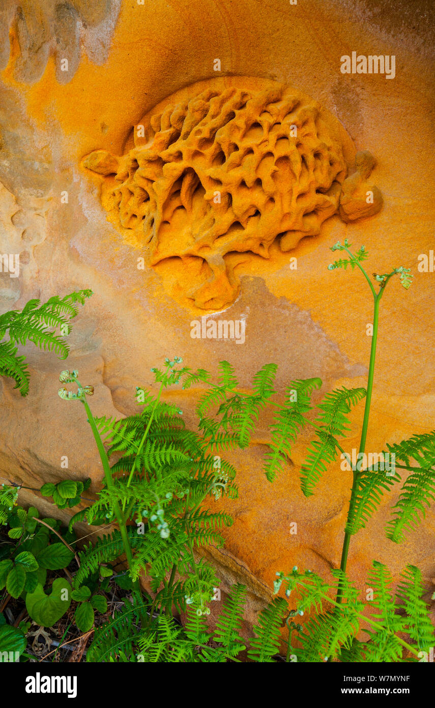 Geologico formazioni di roccia arenaria scogliere di Jaizkibel Beach, Gipuzkoa, Paesi Baschi, Maggio 2012 Foto Stock