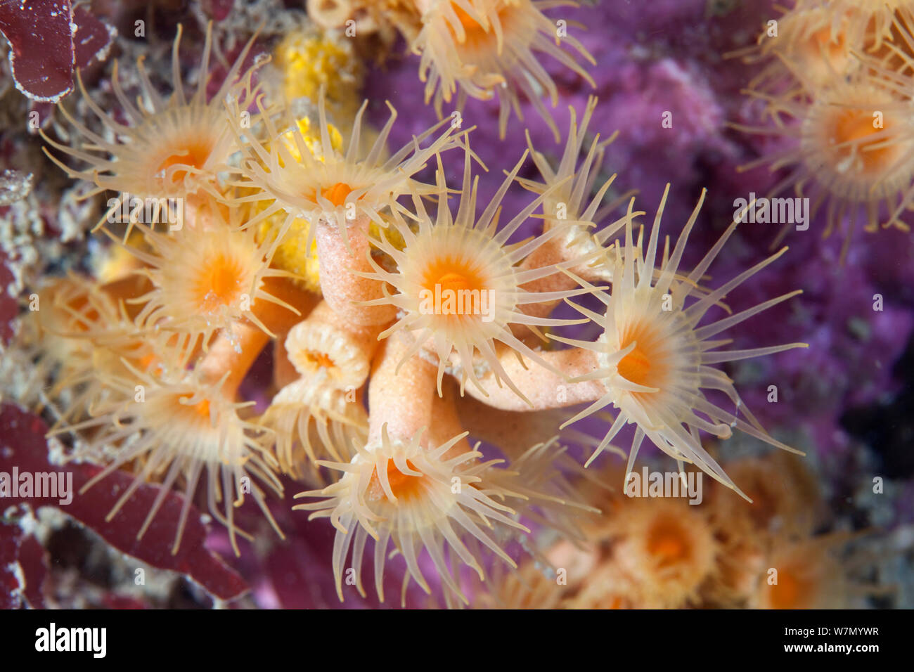 Le margherite di mare (Parazoanthus axinellae) Isole del Canale, il Regno Unito può Foto Stock