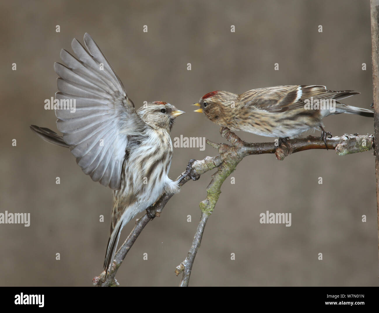 Due Redpolls (Carduelis flammea) combattimenti, Surrey, Regno Unito, Marzo Foto Stock