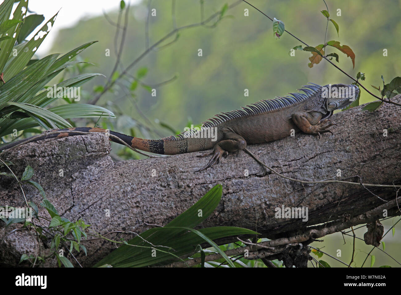 Spinosa / nero (Iguana Ctenosaura similis / Iguana negra) adulto in appoggio sul ramo, Costa Rica Foto Stock
