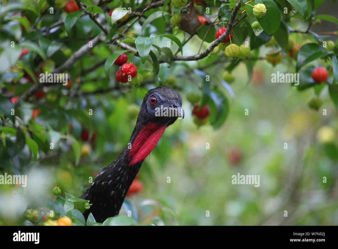 Crested guan (Penelope purpurascens) tra i fiori della foresta pluviale, Costa Rica Foto Stock