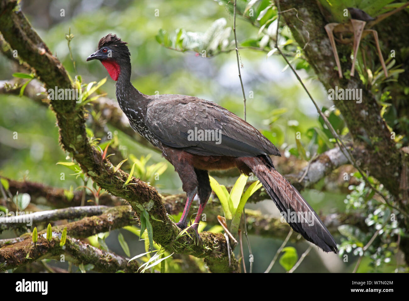 Crested guan (Penelope purpurascens) arroccato nella foresta pluviale, Costa Rica Foto Stock