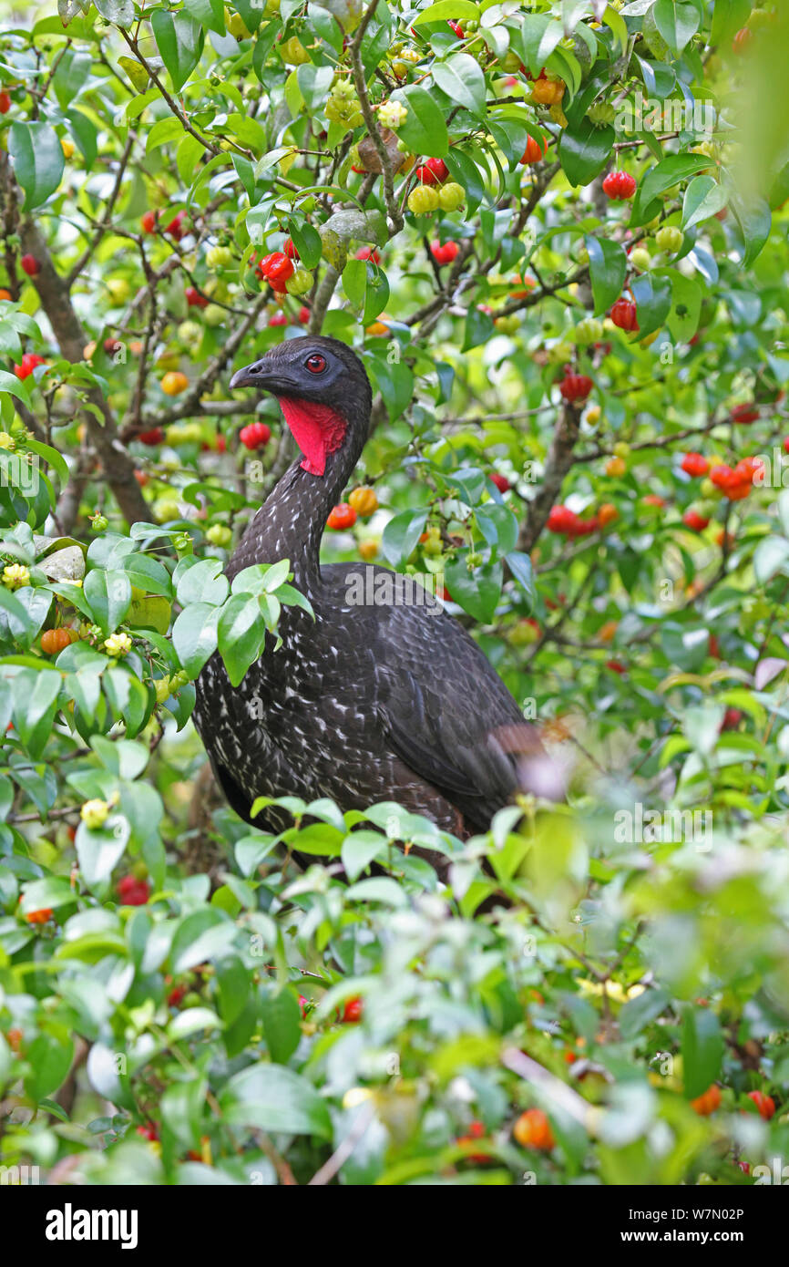 Crested guan (Penelope purpurascens) tra i fiori della foresta pluviale, Costa Rica Foto Stock