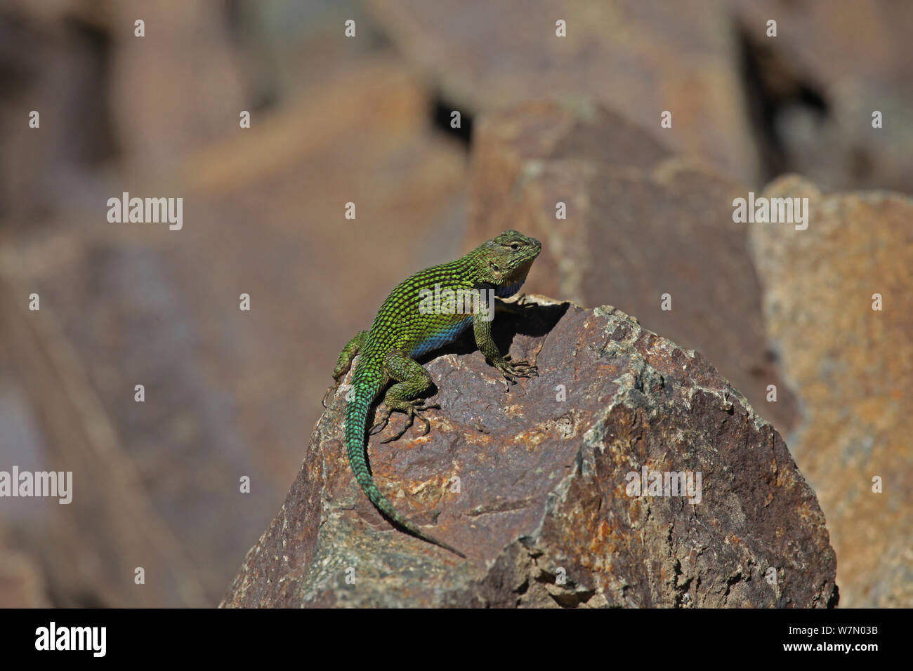 Spinosa lucertola verde (Sceloporus malachiticus) crogiolarsi sulla roccia, Costa Rica Foto Stock