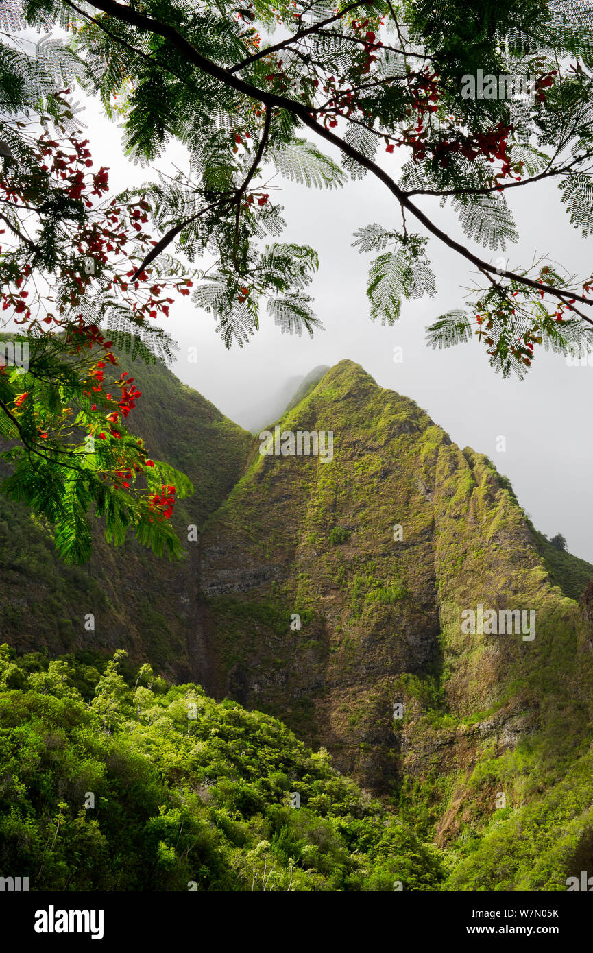 Iao Valley State Park, con fioritura Heleconia rami che incorniciano la valle lussureggiante pareti nella nebbia mattutina, Maui, Hawaii, STATI UNITI D'AMERICA Foto Stock