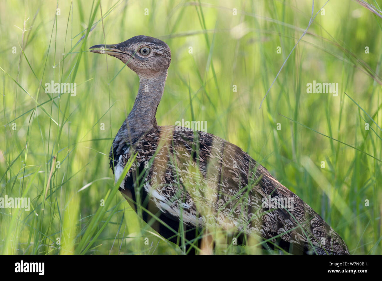Maschio di rospo Bustard (Lissotis melanogaster) nel profilo. Parco Nazionale di Kruger, Sud Africa, gennaio. Foto Stock