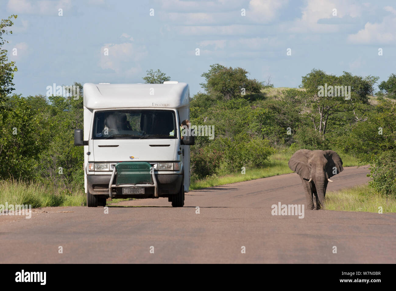 Bull dell' elefante africano (Loxodonta africana) camminando lungo la strada come un veicolo lo supera. Parco Nazionale di Kruger, Sud Africa, gennaio. Foto Stock