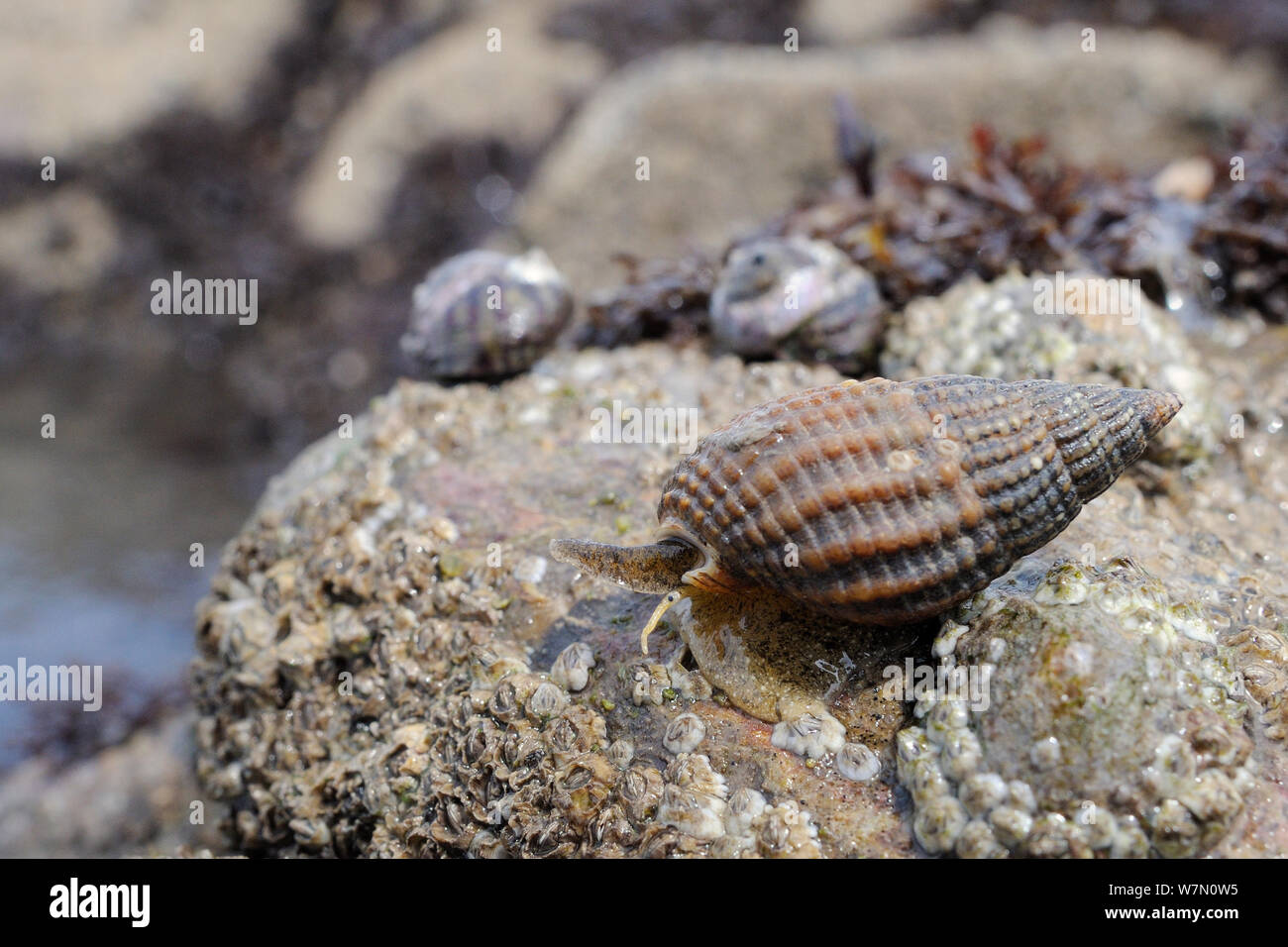 Cane reticolare Buccino (Nassarius reticulatus) sul lavaggio barnacle incrostati di rocce che confinano con un fondale sabbioso, esposta su una molla a bassa marea, Rhossili, La Penisola di Gower, UK, Luglio. Foto Stock