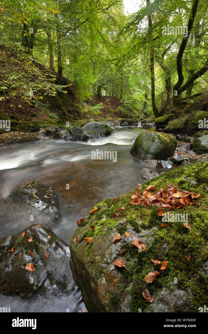 La Birks di Aberfeldy, Perthshire Scozia. Ottobre 2011. Foto Stock