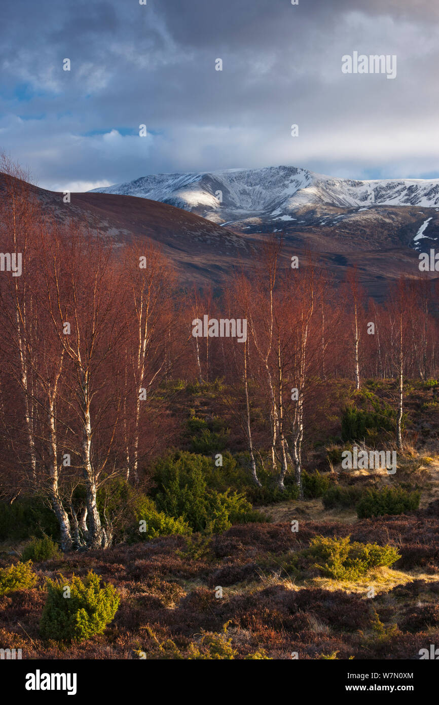 La foresta di Rothiemurchus e Cairngorms in inverno, Scozia, marzo 2012. Foto Stock