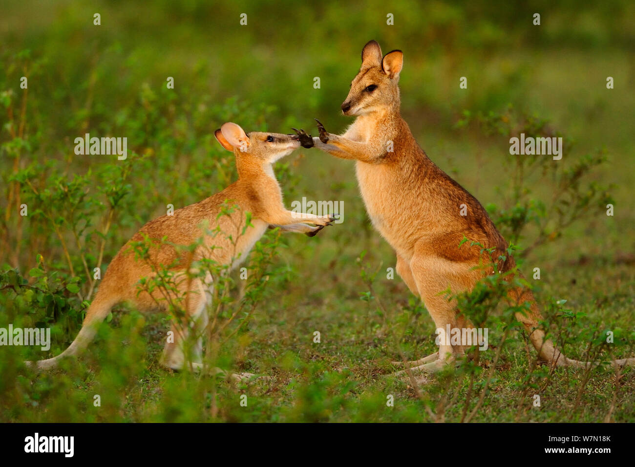 Agile wallaby (Macropus agilis) sparring e combattimenti Bamarru pianure, Territori del Nord, Australia Foto Stock