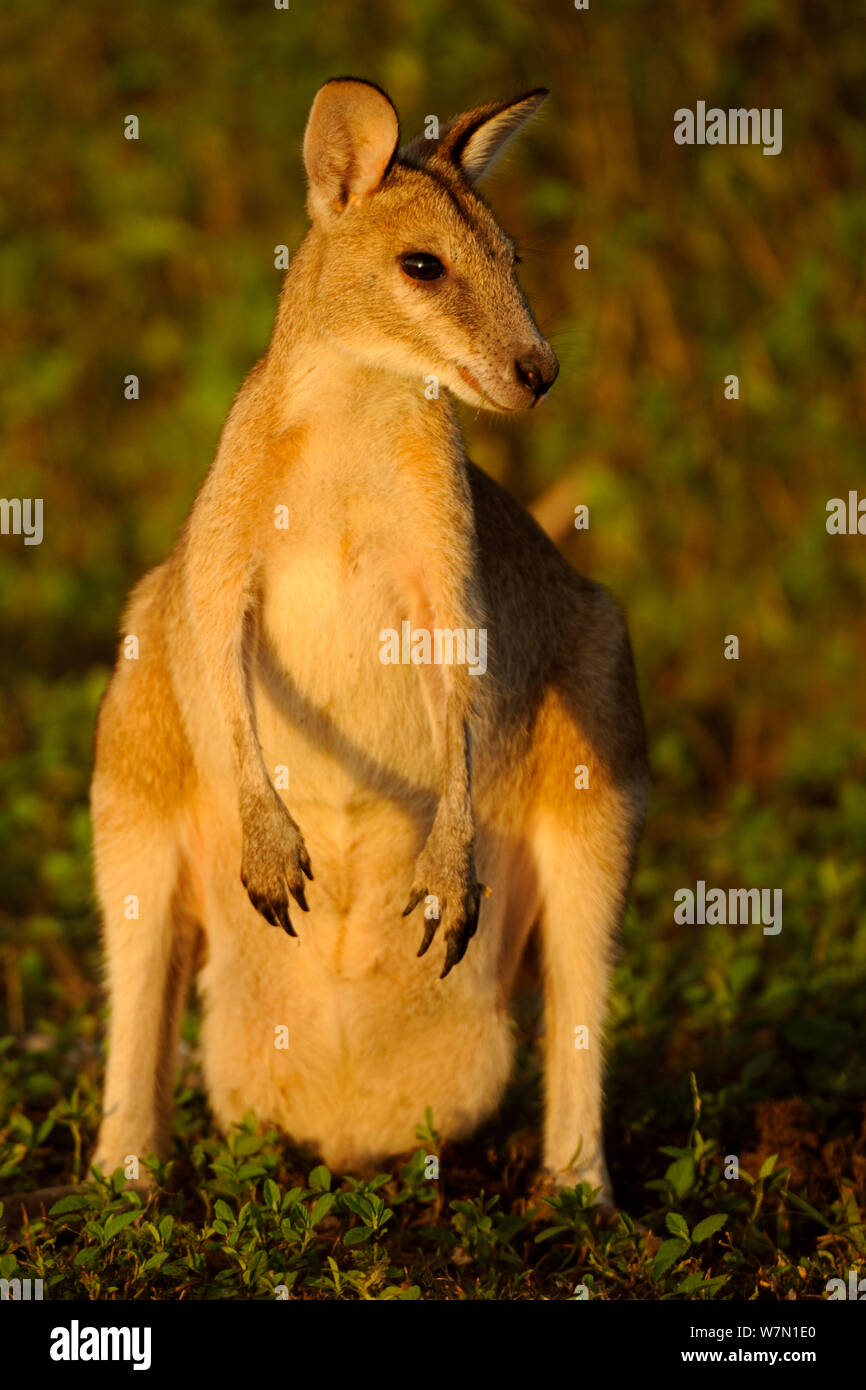 Agile wallaby (Macropus agilis) sittig ritratto, Bamarru pianure, Territori del Nord, Australia Foto Stock
