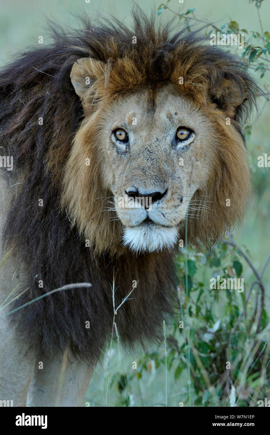 Leone africano (Panthera leo) maschio chiamato tacca, resa famosa da Disney gatti africani film, Masai Mara riserva nazionale, Kenya Foto Stock