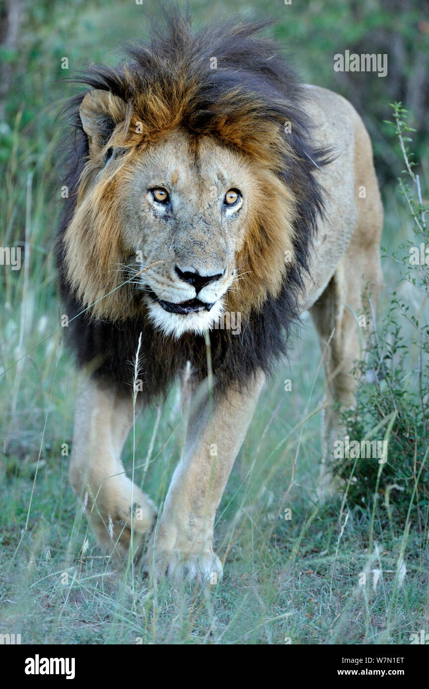 Leone africano (Panthera leo) maschio chiamato tacca, resa famosa da Disney gatti africani film, Masai Mara riserva nazionale, Kenya Foto Stock