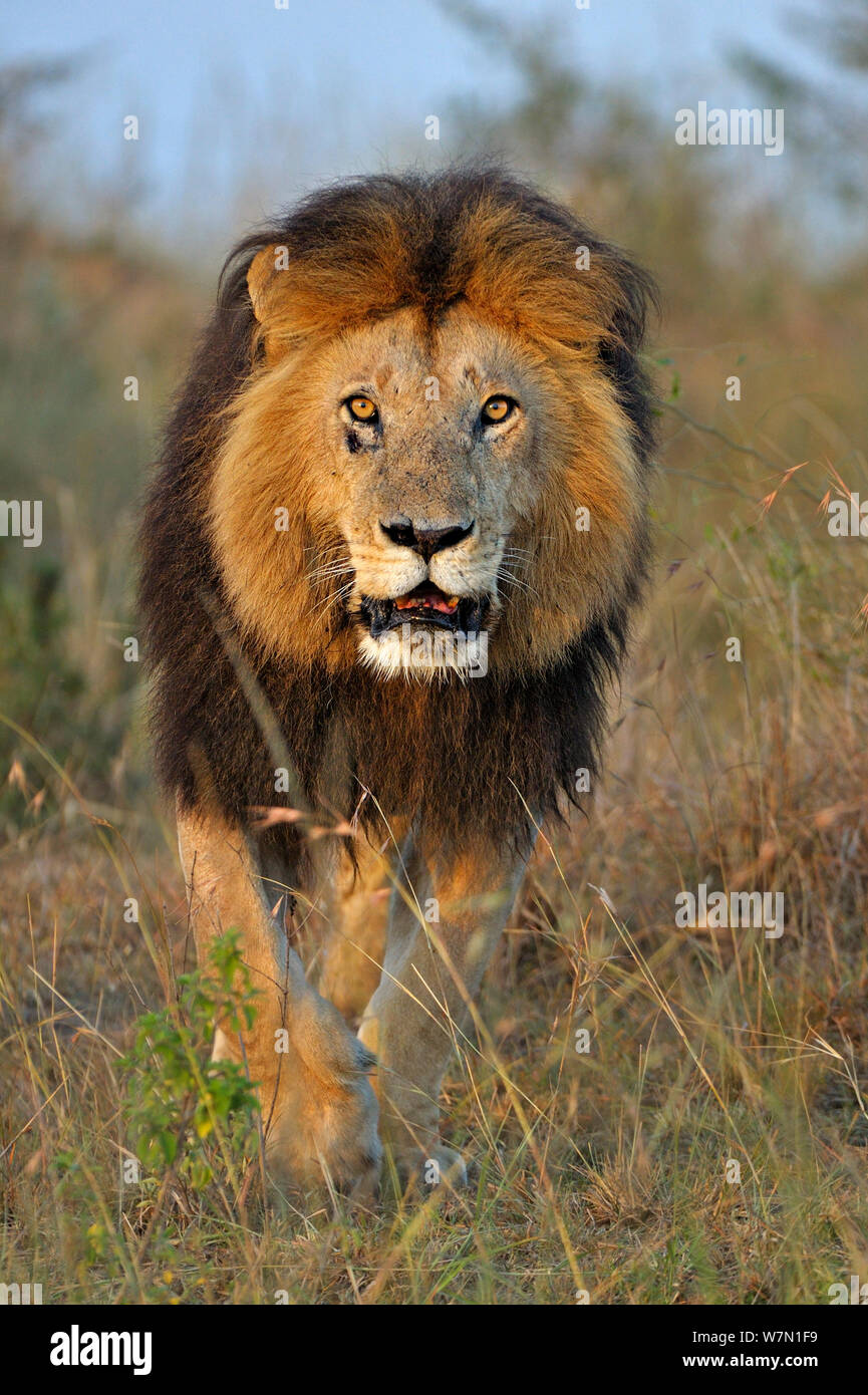 Leone africano (Panthera leo) maschio lion tacca, resa famosa da Disney gatti africani film, Masai Mara riserva nazionale, Kenya Foto Stock
