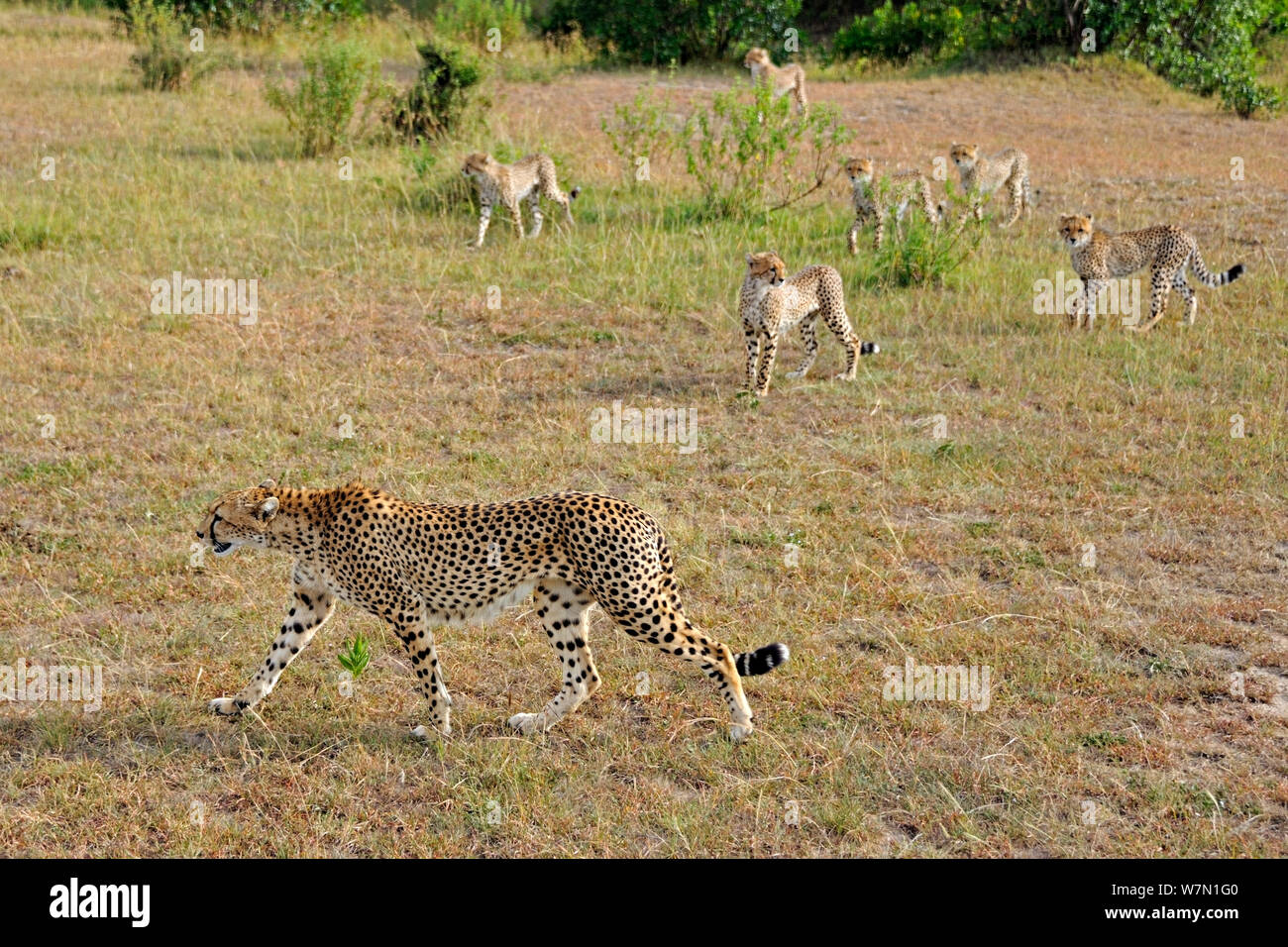 Ghepardo (Acinonyx jubatus) madre a piedi con sei novellame, il Masai Mara riserva nazionale, Kenya Foto Stock