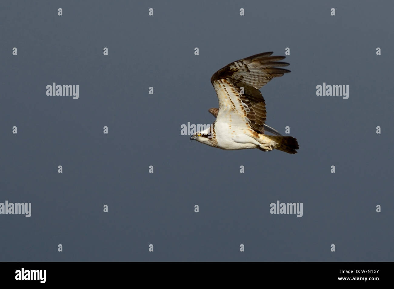 Falco pescatore (Pandion haliaetus) femmina volanti a nido, Dyfi Estuary, Wales, Regno Unito, prese con un piano di lavoro 1 licenza dal senso antiorario (Consiglio di campagna per il Galles) aprile Foto Stock