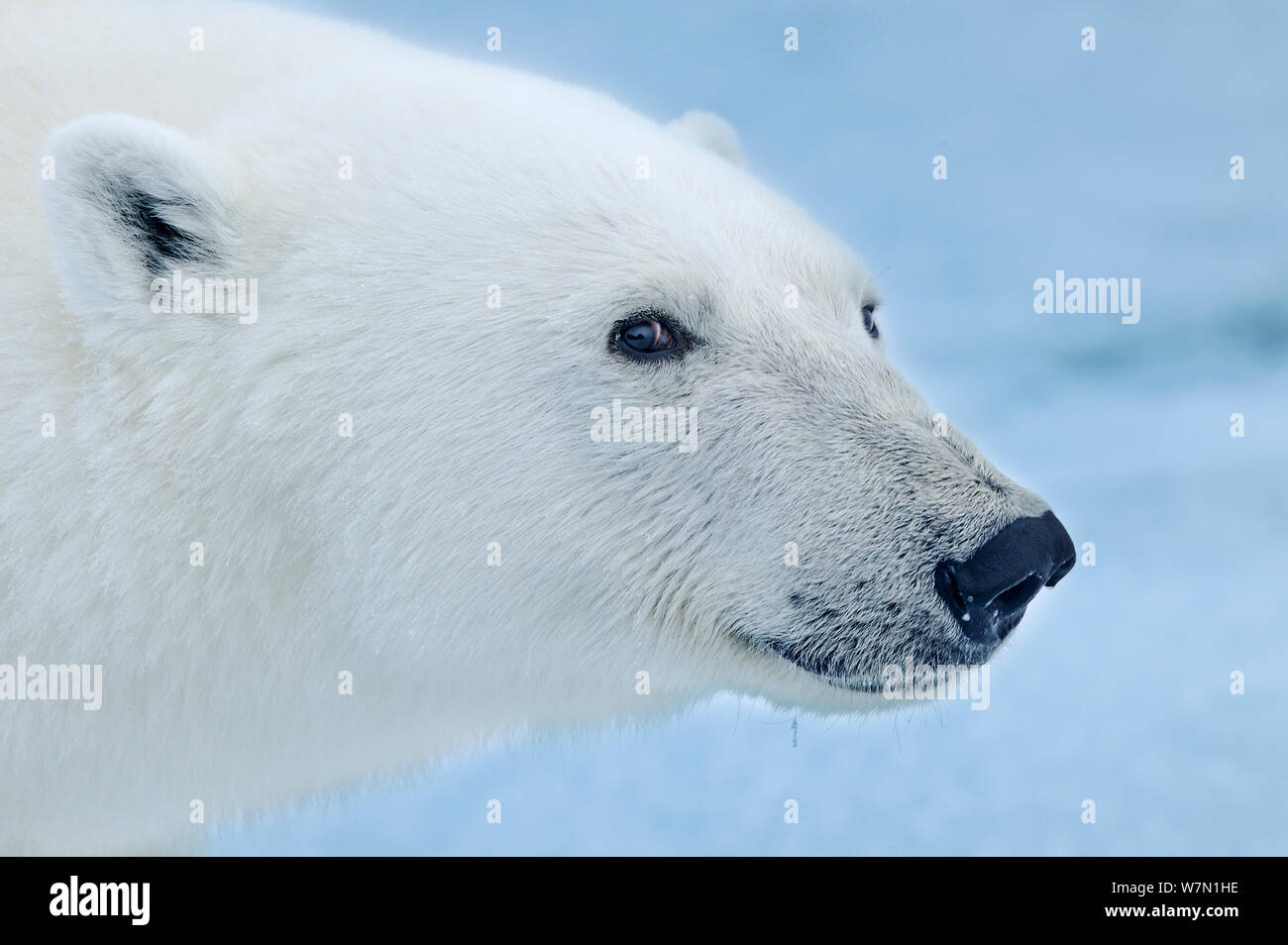 Orso polare (Ursus maritimus) faccia profilo, Svalbard, Arctic Foto Stock