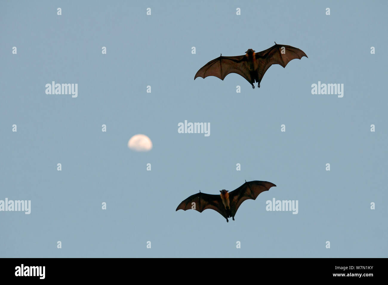 Due indiani Flying Fox (Pteropus giganticus) in volo con la luna. Tripura, India. Foto Stock