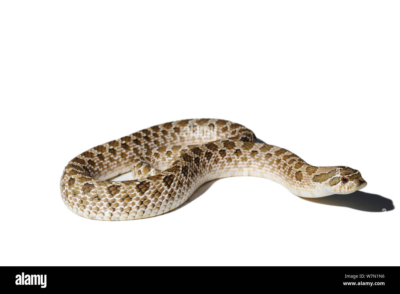 Western Hognose Snake (Heterodon nasicus), studio shot contro uno sfondo bianco. Endemica di western America del Nord e Messico. Foto Stock